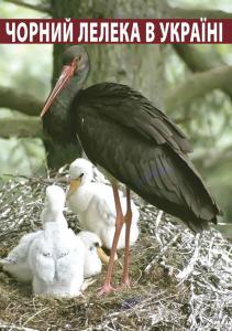Чорний лелека в Україні